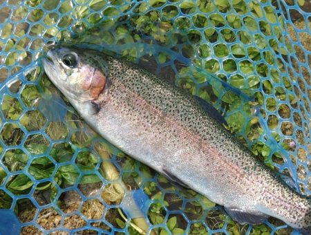 たくさん釣って大物もキャッチ ～高島の泉～